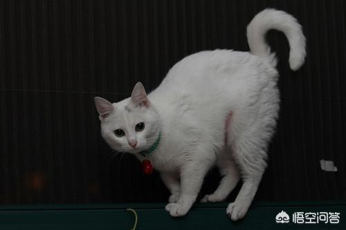 母猫绝育:母猫绝育要做什么准备，母猫绝育要疼几天？