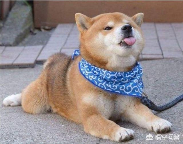 病狗问题:狗的什么病可以引起脑袋发晕？