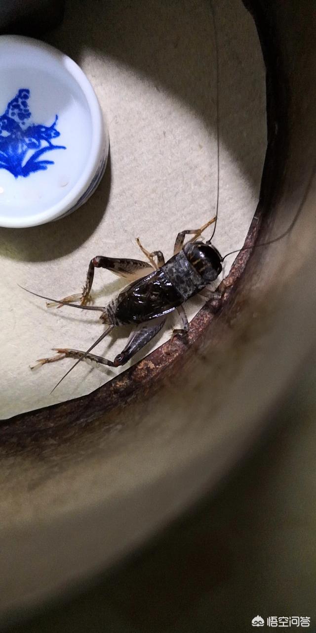 母蟋蟀的叫声音频:为什么觉得农村到了晚上，房屋周围蛐蛐叫声特别大呢？