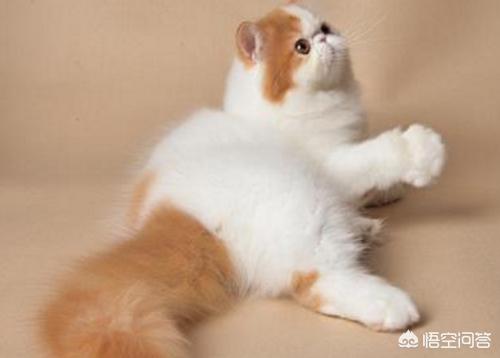 锈斑猫中国可以买吗:宠物店的猫有猫藓能买吗？