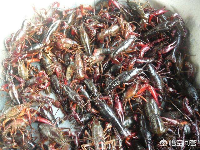 2019日本对虾价格当天价格:最近一段时间水产行情如何？