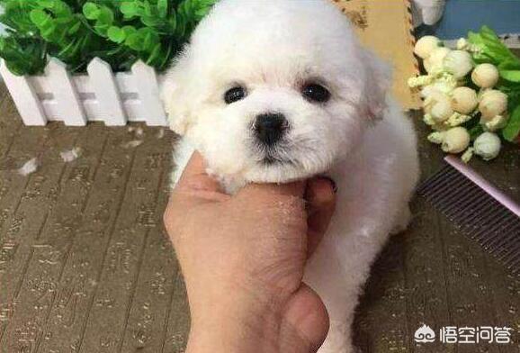 纯种比熊犬:纯种比熊犬价格 一只纯种的比熊犬要多少钱，你有没有买贵呢？购买时要注意什么？