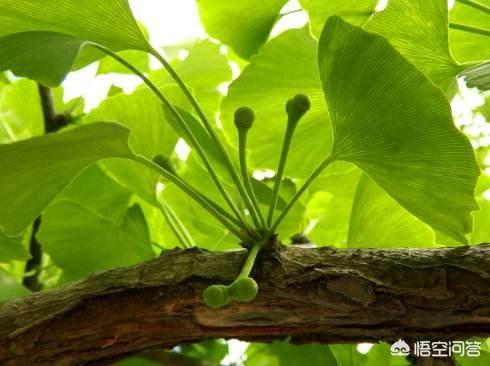 种植的银杏树,怎样区分公母呢?有何依据?_lintongren