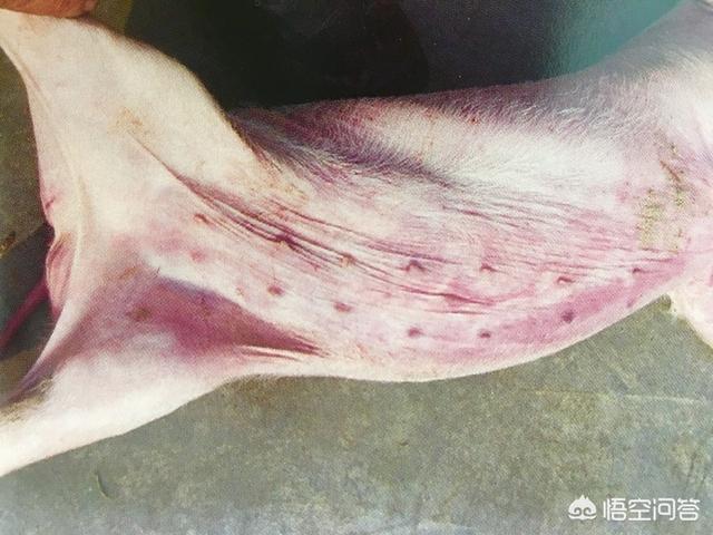 猪弓形体病治疗:夏季猪场常见病，应该如何防治？