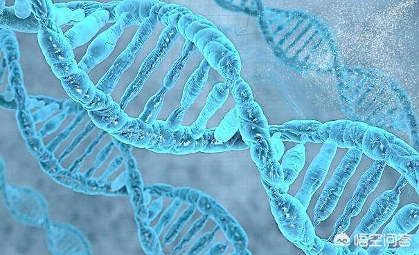 2010年飞机上拍到真龙，日本瑞龙寺真龙标本为什么不用DNA鉴定来验证标本的真假