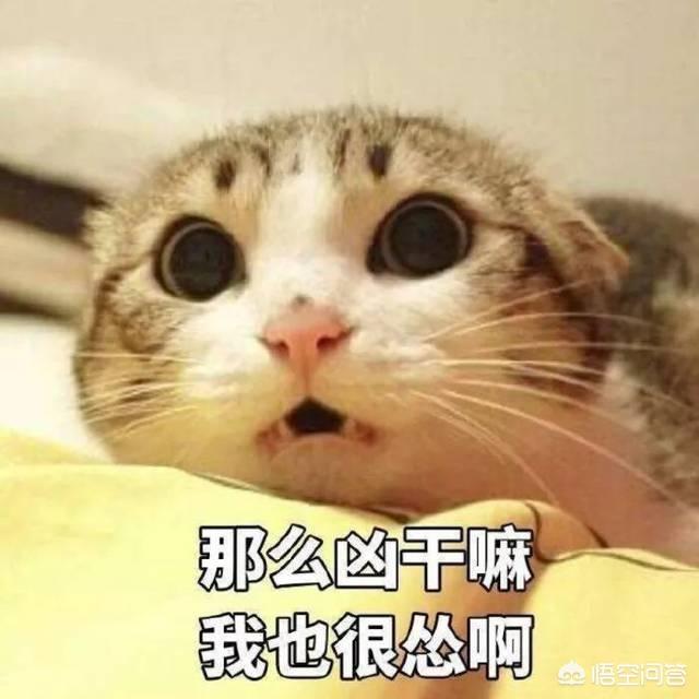 霸道总裁的小猫咪:有哪些搞笑的猫咪表情包？