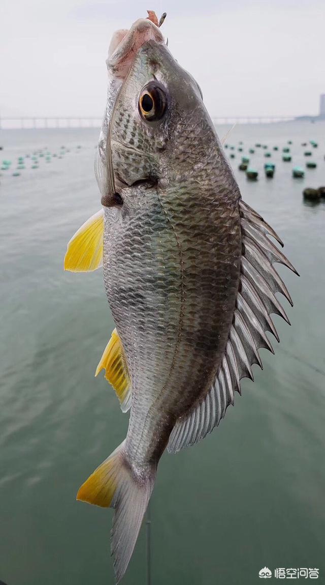 头条问答 - 现在深圳海边有什么鱼可钓?(15个回答)