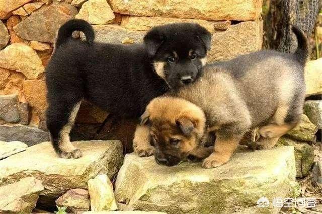 奥达猎犬挑选:在农村，如何挑选一只好的土狗养？