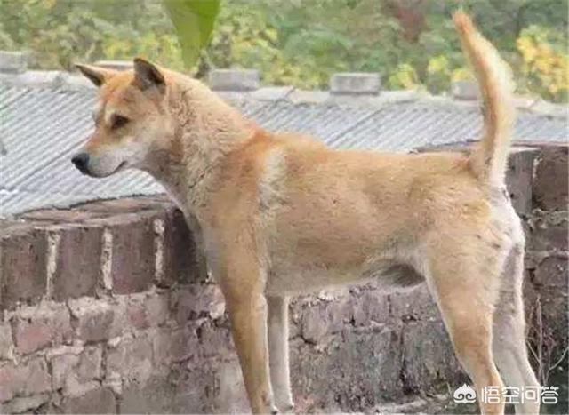 奥达猎犬挑选:在农村，如何挑选一只好的土狗养？