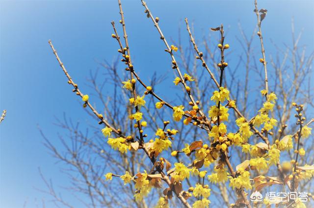 范无病 腊梅:范无病与范腊梅 为什么有的腊梅在立春后开花？