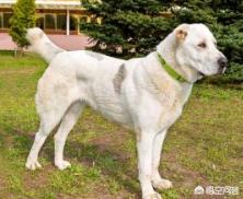 中亚犬和高加索打架:中亚和高加索，坎高哪个厉害？