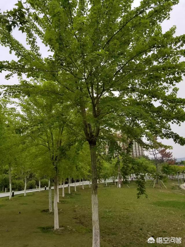元宝枫图片:种植元宝枫和五角枫哪个有前景？