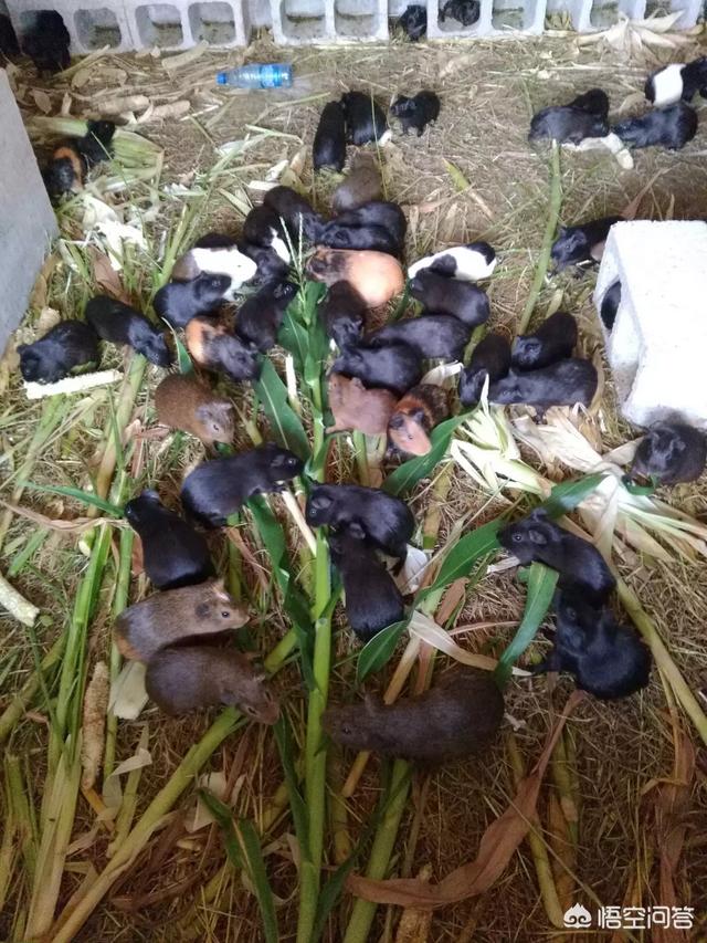 黑豚鼠的养殖技术视频:如何养殖黑豚，市场前景如何？