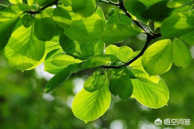 荷花玉兰单叶还是复叶:荷花玉兰的叶子是单叶还是复叶 玉兰花是先长叶子还是先开花？