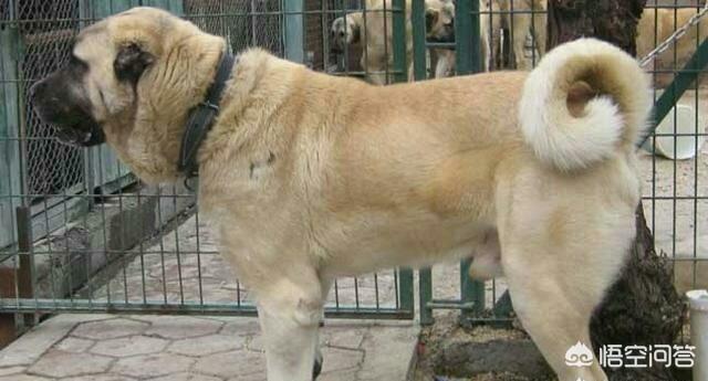 高加索牧羊犬:坎高犬可以打得过高加索吗？为什么？
