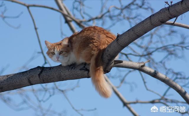 一只没有骨头的小猫咪:一只没骨头的小猫咪 收养了一只流浪猫，很小，有什么养猫方法？