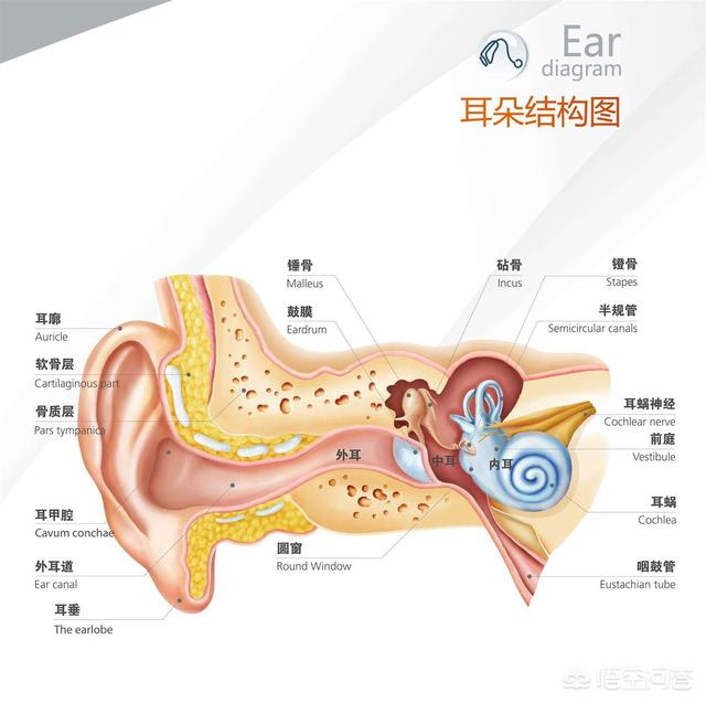 耳部结构图:耳部结构图解大全高清 耳朵的结构与功能是怎样的？