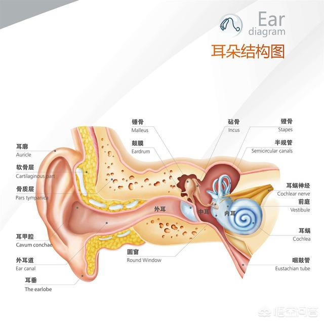 人类耳部结构图:人类身体结构图 耳朵下方增大是什么原因？