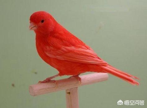 中国养鸟论坛养:有没有会养殖玉鸟的老师？说下玉鸟怎么养殖，前景如何？谢了？