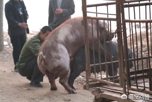 母猪的产后护理本科:哺乳期的母猪应该怎样管理？