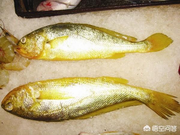 黄花鱼都有哪些美味做法，黄花鱼的做法谁能介绍一下