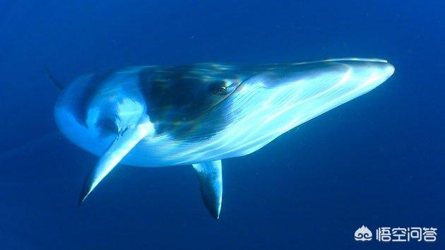 丹麦人成人礼杀海豚，日本人捕杀一头成年蓝鲸可以获得多少利润？