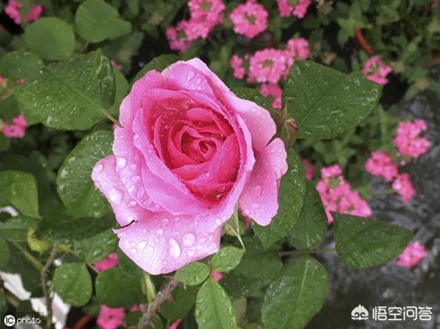 小狗种美丽鲜花-3:小狗又蹦又跳,鲜花什么 月季刚长出嫩叶子，要施什么肥？