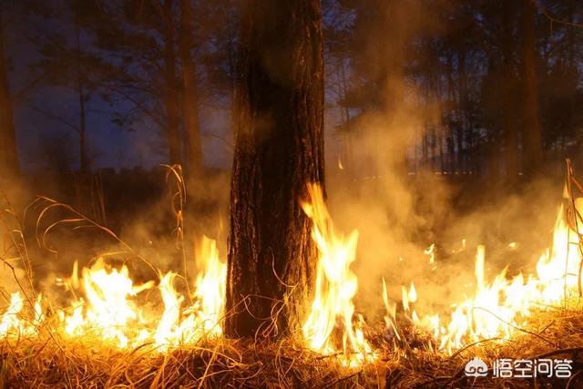 男子当街生火烤狗暴殄天物:游客凉山林区野炊引众怒，违反用火禁令被拘10天, 你怎么看？