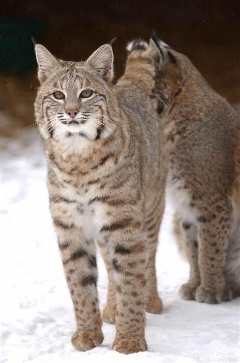 草原斑猫和亚洲野猫:“山猫”是指哪种猫科动物？为何生活在雪山上的雪豹不叫山猫？ 非洲野猫和狸花猫的区别