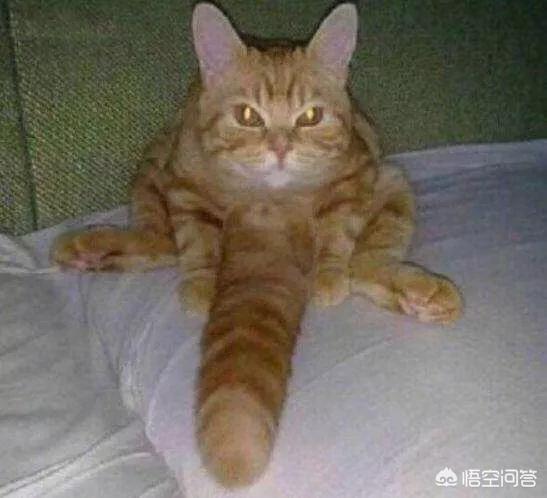 母猫绝育还会叫春吗:猫咪闹春怎么办？猫咪闹春会叫吗？