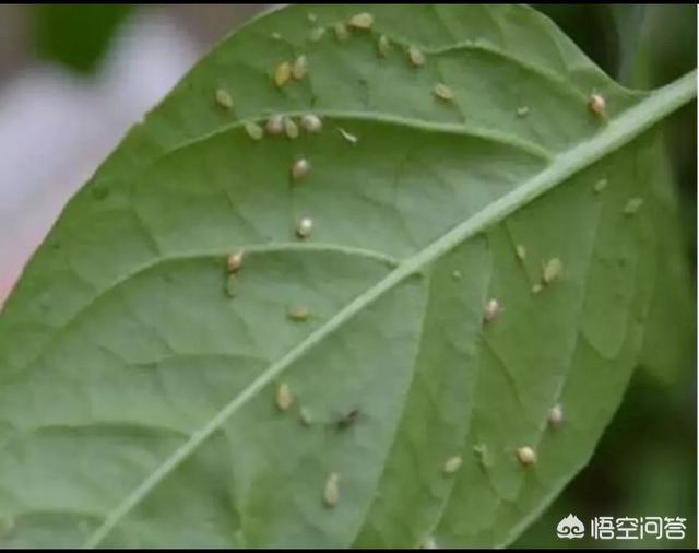 乙酰氨基阿维菌素:乙酰氨基阿维菌素使用说明 甲基阿维苯甲酸盐对山茶有害吗？