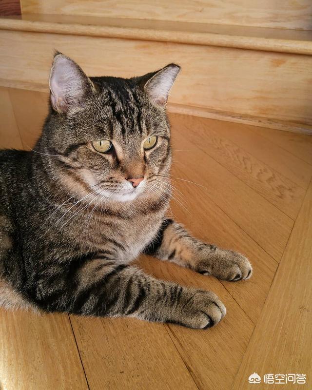 猫猫音乐:猫可以听懂并享受音乐吗？