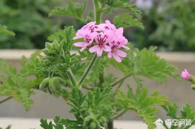 驱蚊草的花:驱蚊植物驱蚊草有哪些有用吗？