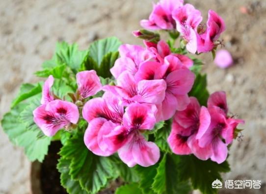 猫能闻驱蚊草吗:驱蚊草孕妇能闻吗 天竺葵可以驱蚊是真的吗？