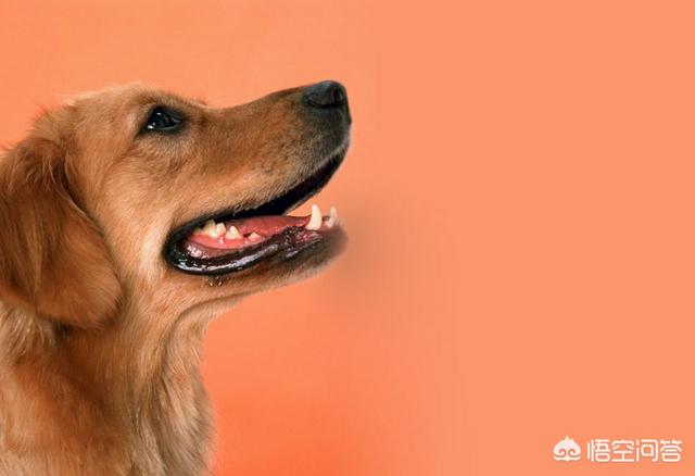 犬窝咳是怎么引起的:狗狗咳嗽是如何引起的呢？