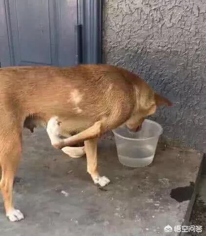 拉布拉多幼犬怎么补钙:怎样给五个月的拉布拉多犬补钙？