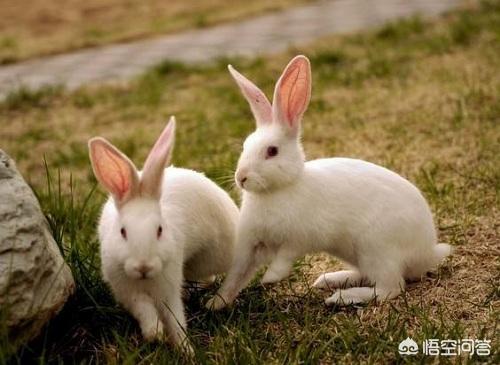 兔子耳螨快速治疗6:兔子有耳螨会自愈吗 兔子耳螨自己会好吗，要怎么对付？