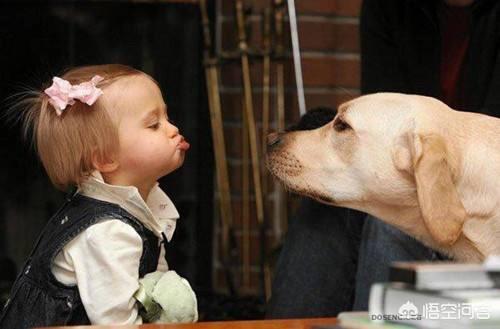 拉布拉多幼犬急饭:小拉布拉五十天了，问下怎么训练呢？到处拉屎！还有这狗子纯吗？