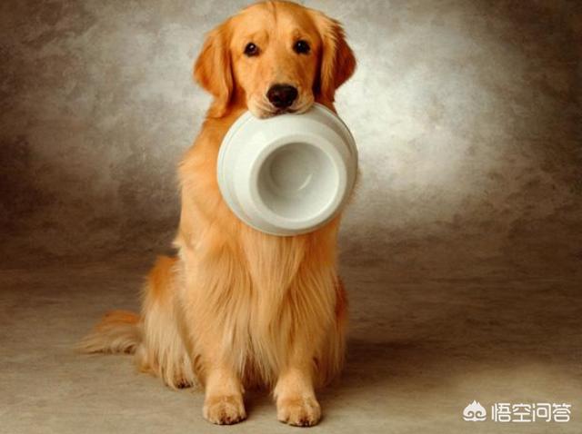 训练金毛犬:怎么训练金毛？什么时候训练最好？