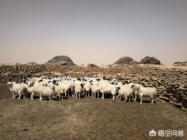 绵羊养殖:现在农村养殖绵羊怎么样？