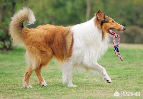 阿尔萨斯牧羊犬图片:牧羊犬走路很慢是为什么，牧羊犬走路慢是受伤了吗？