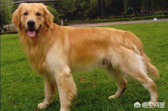 狗黄:狗狗经常吐黄色的液体，但精神不错，这是怎么回事？