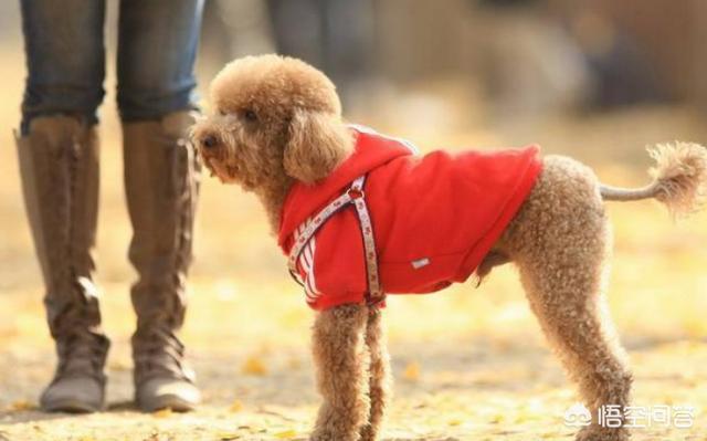 小狗什么狗最聪明:智商高的狗狗都有哪些表现？