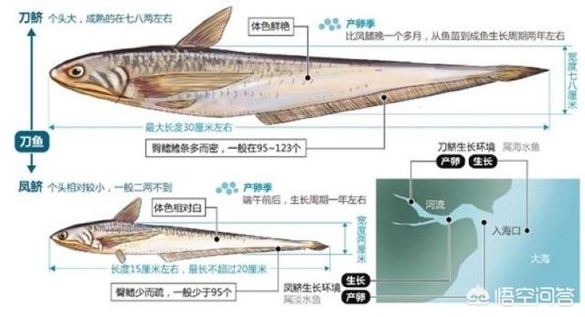 鲥鱼、刀鱼、河豚,为何被称为“长江三鲜”？