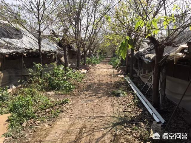 犬传染性气管支气管炎的诊断与防治:请教有经验的人，狗狗流脓状鼻涕，咳嗽是什么病？