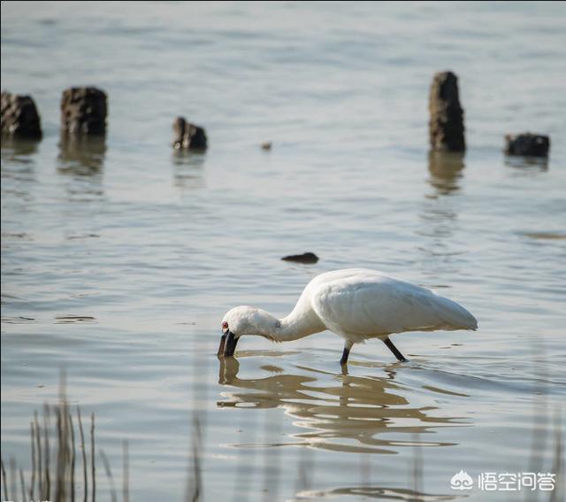 中国野鸟类图片:又到一年拍鸟季，如何拍鸟？