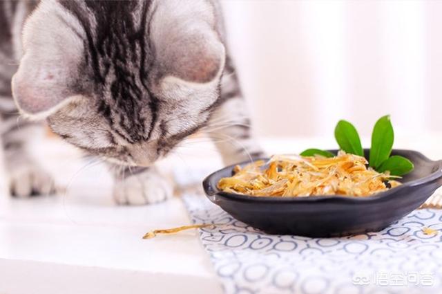 恋爱猫猫在一起游戏答案:对不起我实在太想谈恋爱了，想问问在哪能找到男朋友？ 恋爱猫猫在一起小游戏