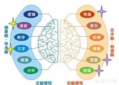 董海涛图片:某些早教机构所谓的“右脑开发”，真的科学吗
