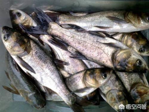 淡水鱼种类以及图片:你钓鱼最喜欢钓什么样的淡水鱼？