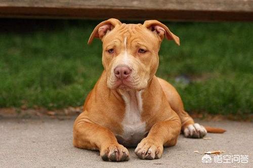 皮特犬怎么训练:比特犬怎么喂养肌肉大，比特犬吃什么长得壮呢？